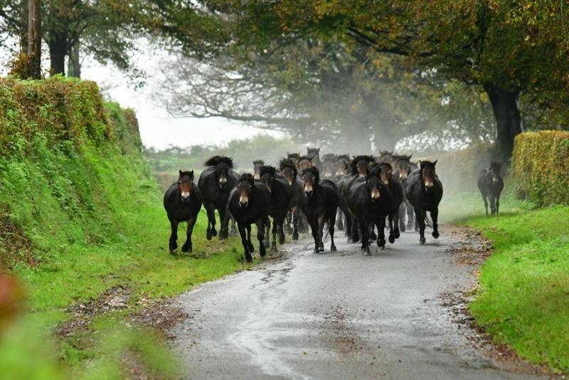 Exmoor Retreat On Two Moors Way Withypool Exteriör bild