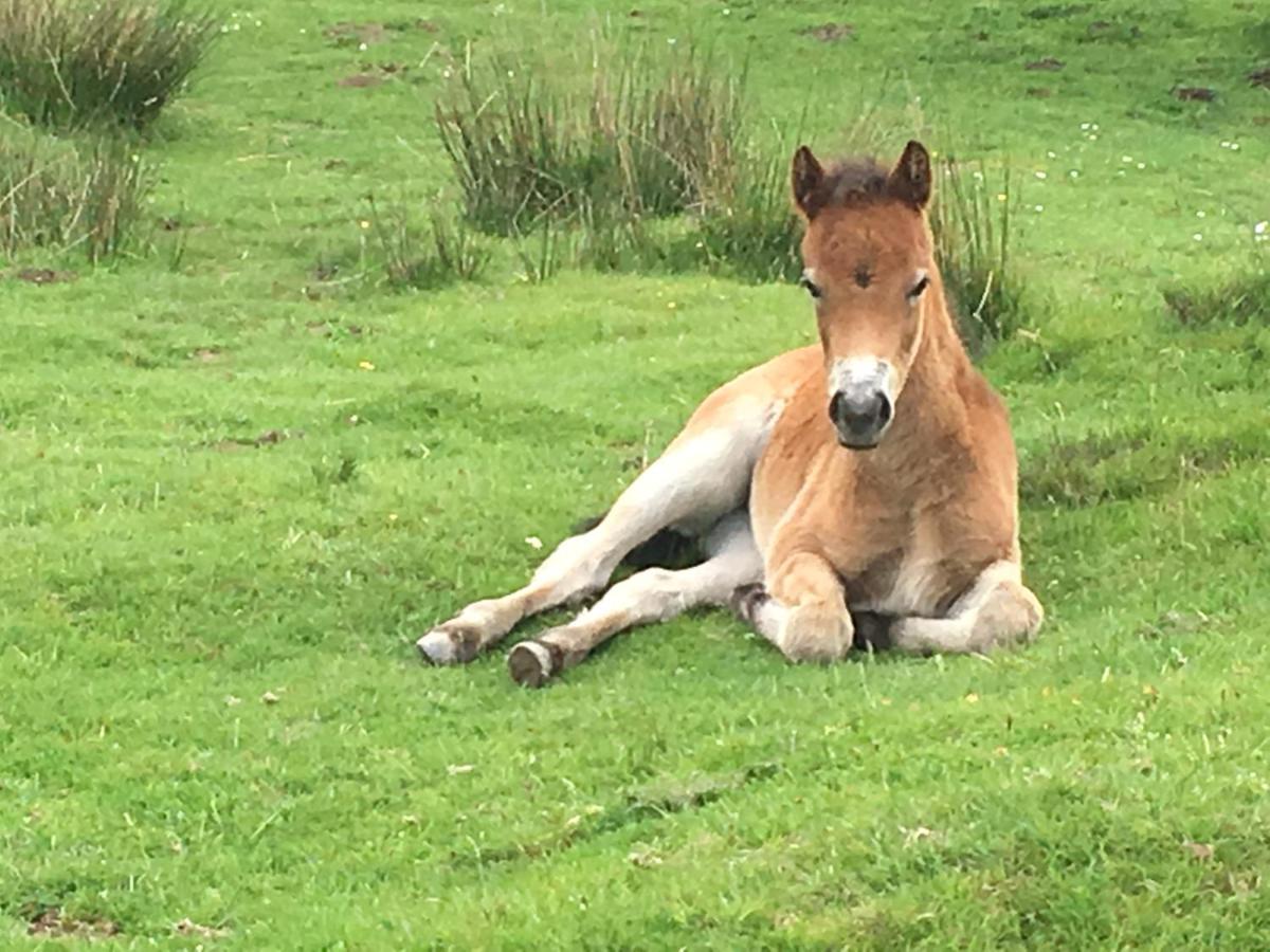 Exmoor Retreat On Two Moors Way Withypool Exteriör bild