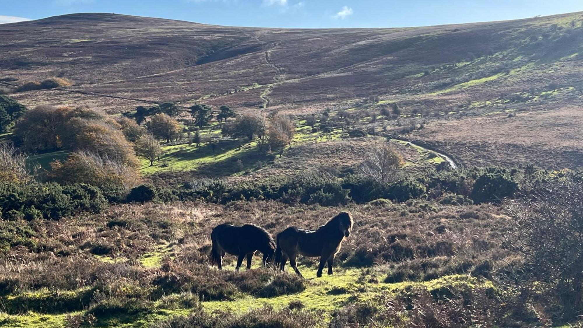 Exmoor Retreat On Two Moors Way Withypool Exteriör bild